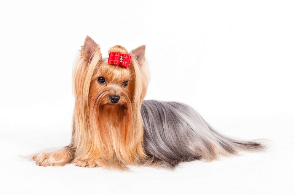 PHOTO: Yorkshire terriers are pointer are No. 10 on the AKC's most popular dog breeds of 2018