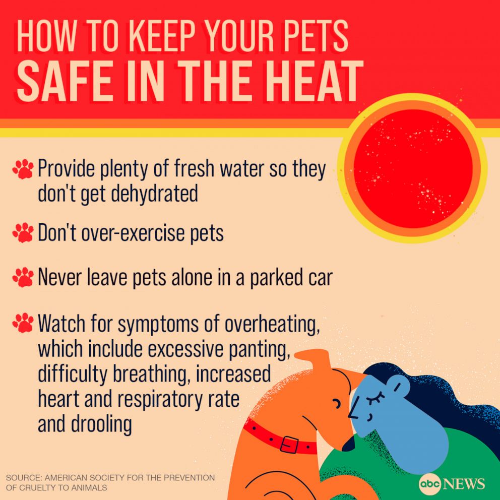 Tips to keep your pets safe in the heat.