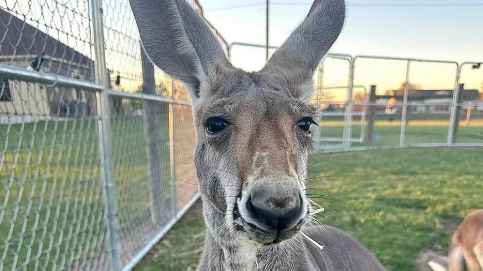 Kangaroo remains on the loose in Texas after jumping fence - Good