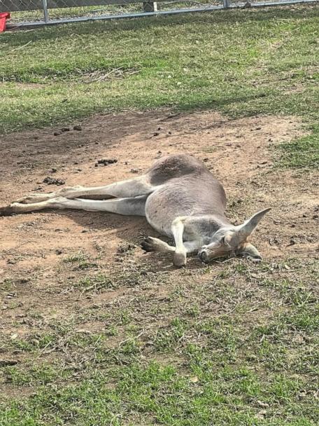 Kangaroo remains on the loose in Texas after jumping fence - Good