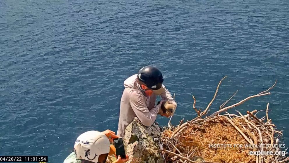 Researchers save eaglet in rescue captured on livestream