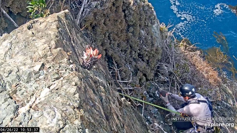 PHOTO: Dr. Peter Sharpe scales down the side of a cliff to retrieve the fallen eaglet.