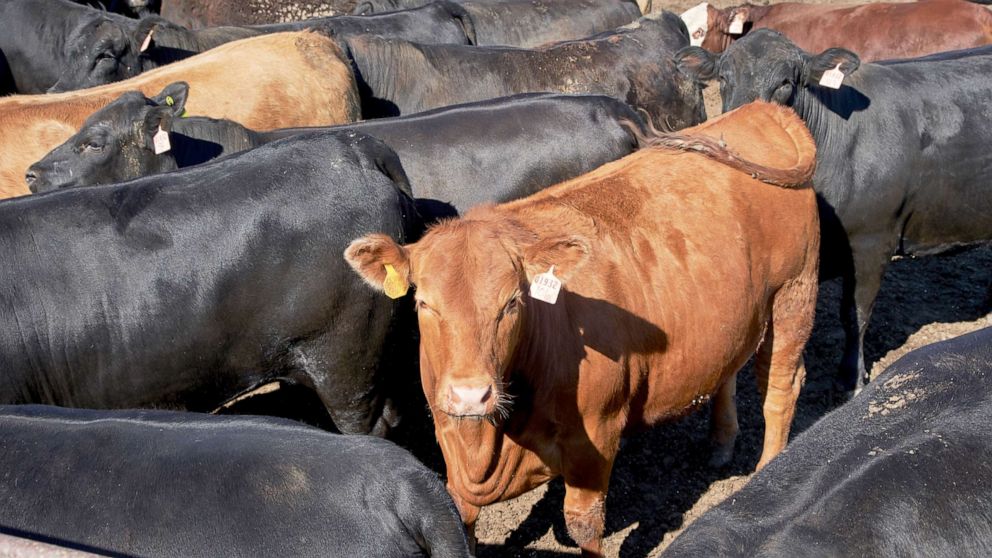 PHOTO: In this June 10, 2020 file photo, cattle is seen at a feedlot in Columbus, Neb. 