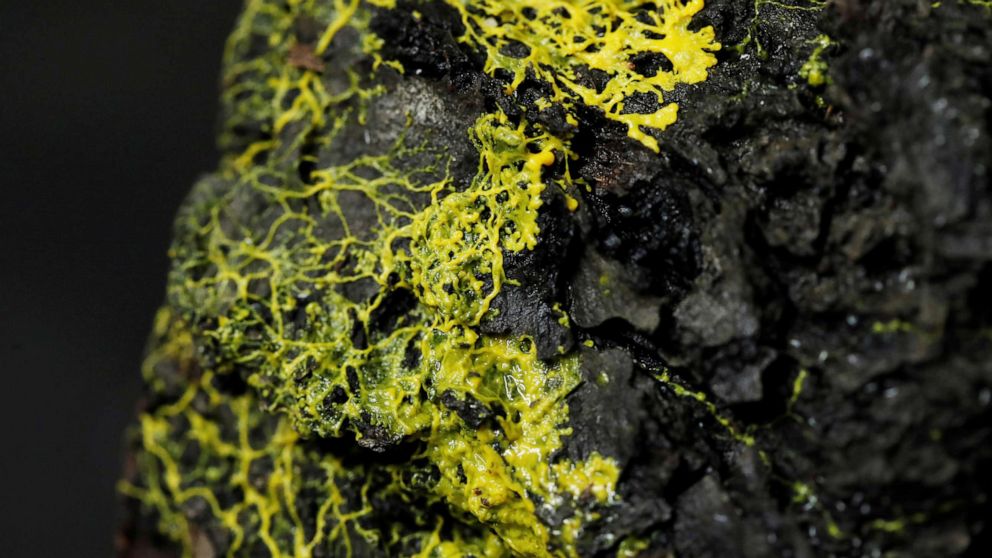 Video Yellow organism known as the 'blob' gets exhibit at Paris