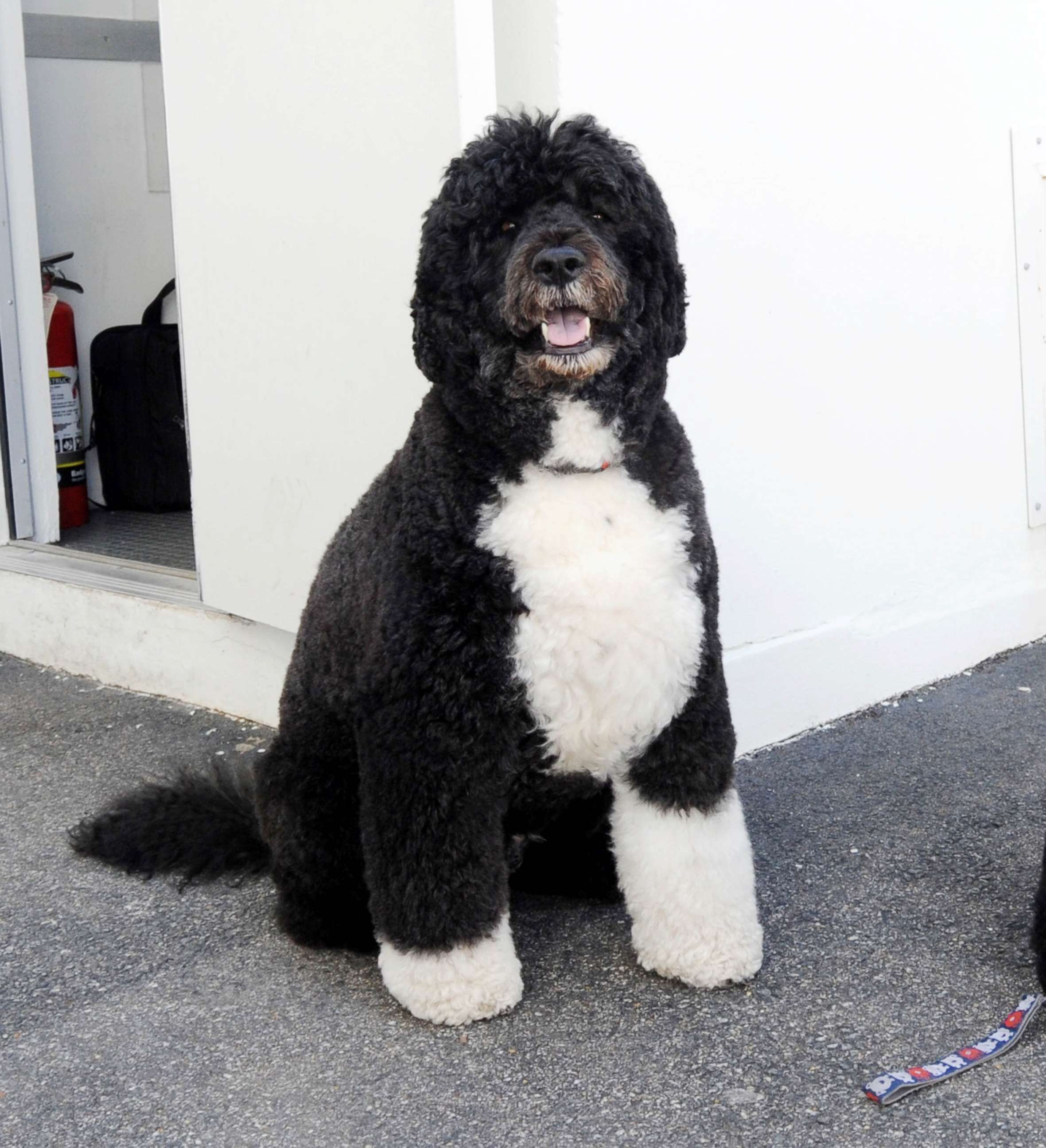 PHOTO:First dog Bo waits to go for a romp on the South Lawn of the White House, March 18, 2015.
