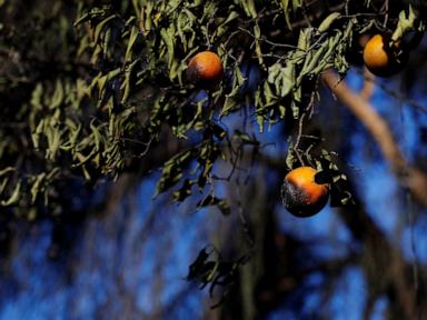 LA fires wreak havoc on farmers and agriculture