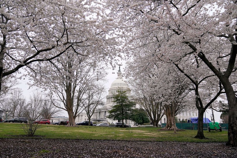PHOTO: The U.S. Capitol Building is seen behind the blooming cherry trees, March 24, 2022. in Washington, D.C.