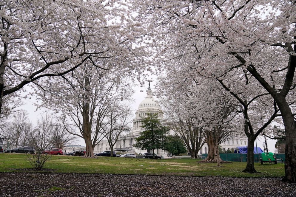 Washington spring with cherry blossoms in full bloom ABC News