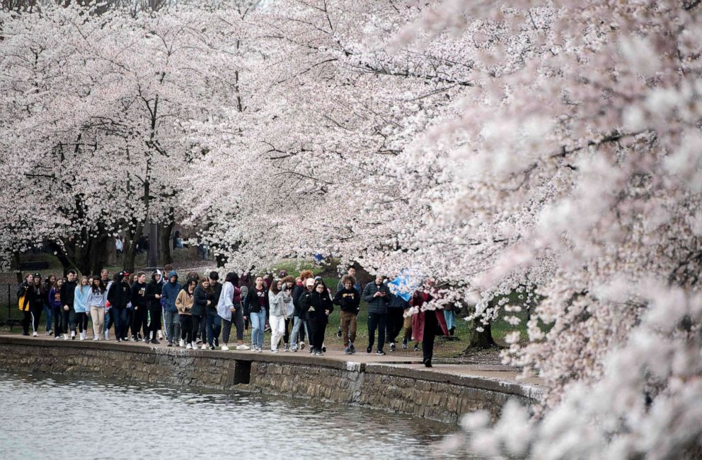 PHOTO: People visit the cherry blossoms as they bloom at the Tidal Basin in Washington, DC, March 24, 2022.
