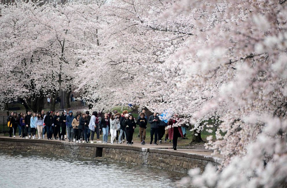 Spring Blooms at the National Cherry Blossom Festival – The Science Survey