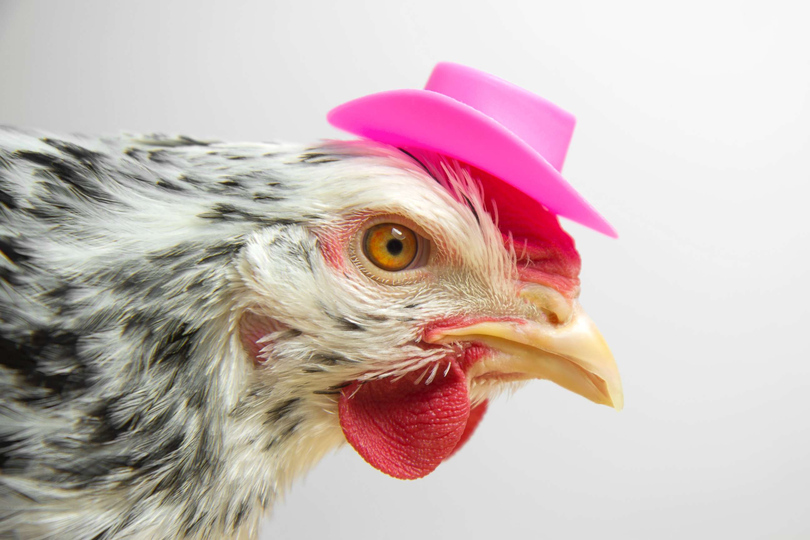 PHOTO: A chicken wears a cowboy hat in an undated stock photo. 