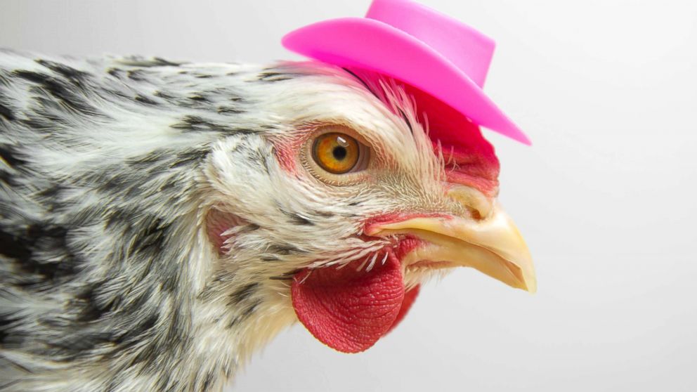 chicken with hat