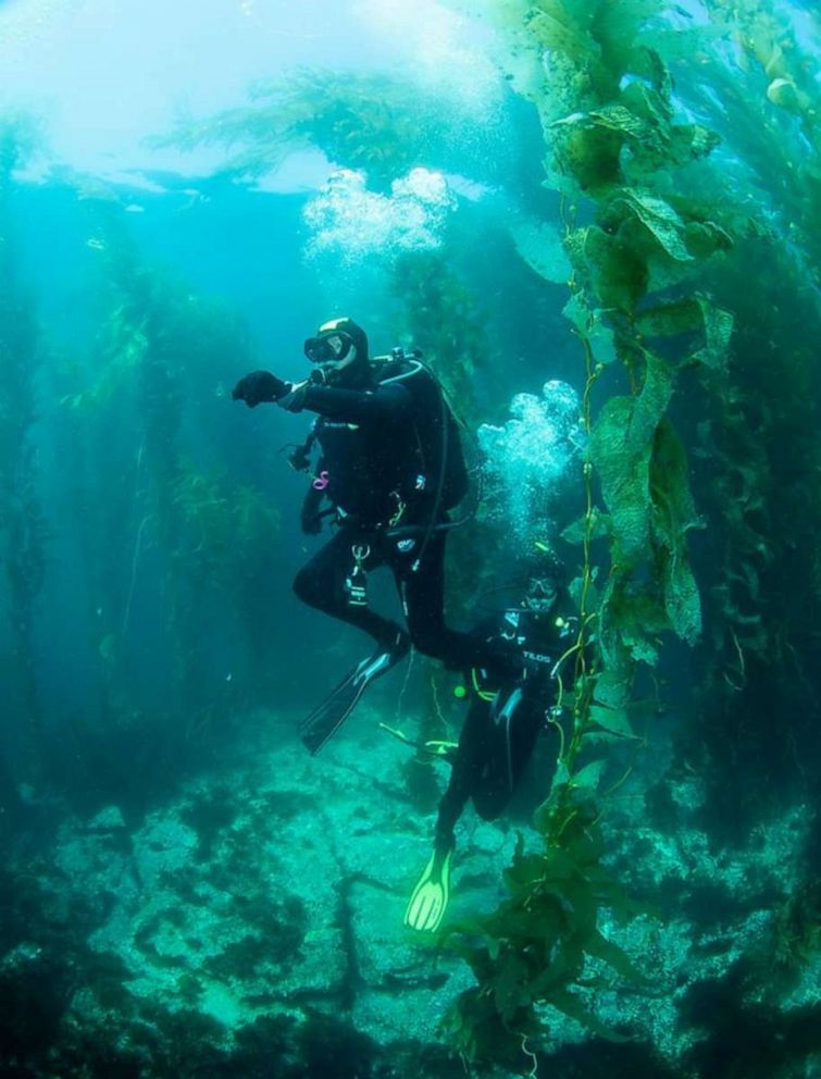 PHOTO: Dive Warriors swim in an underwater kelp forest off the coast of California.