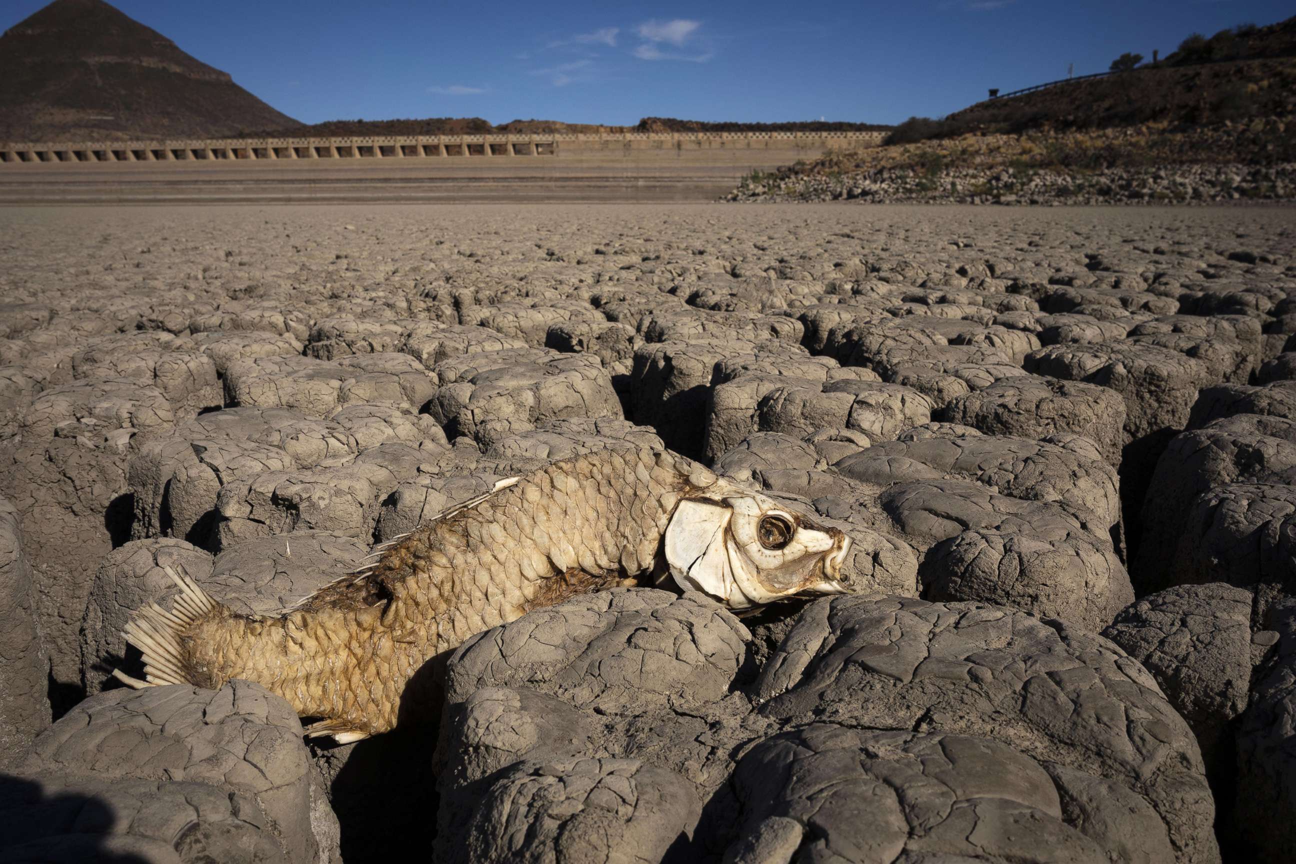 PHOTO: One of hundreds of dead fish lies in the dried-up Nqweba Dam after record drought in South Africa, Jan. 2, 2020.