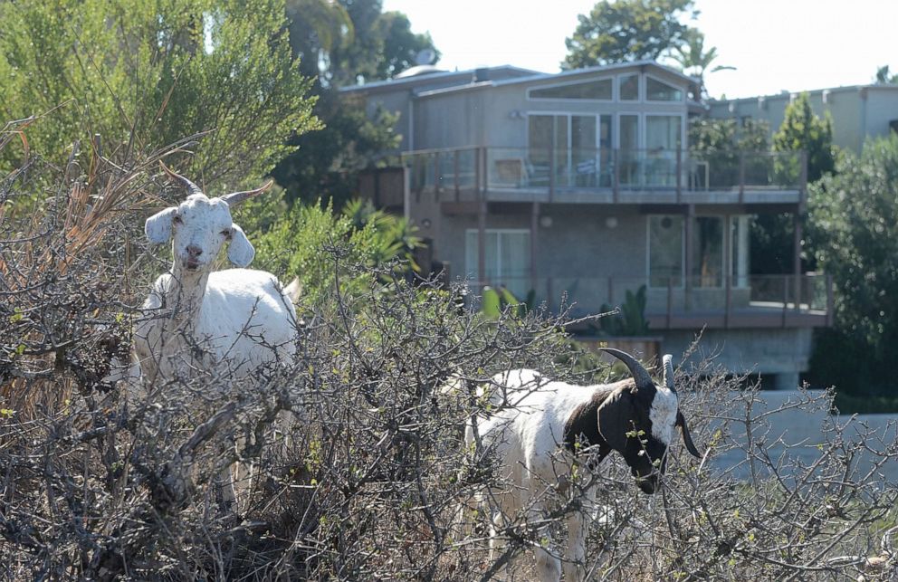 PHOTO: Goats chomp on vegetation behind homes along Del Mar Avenue in the hills above Laguna Beach in Calif., on July 18, 2016.