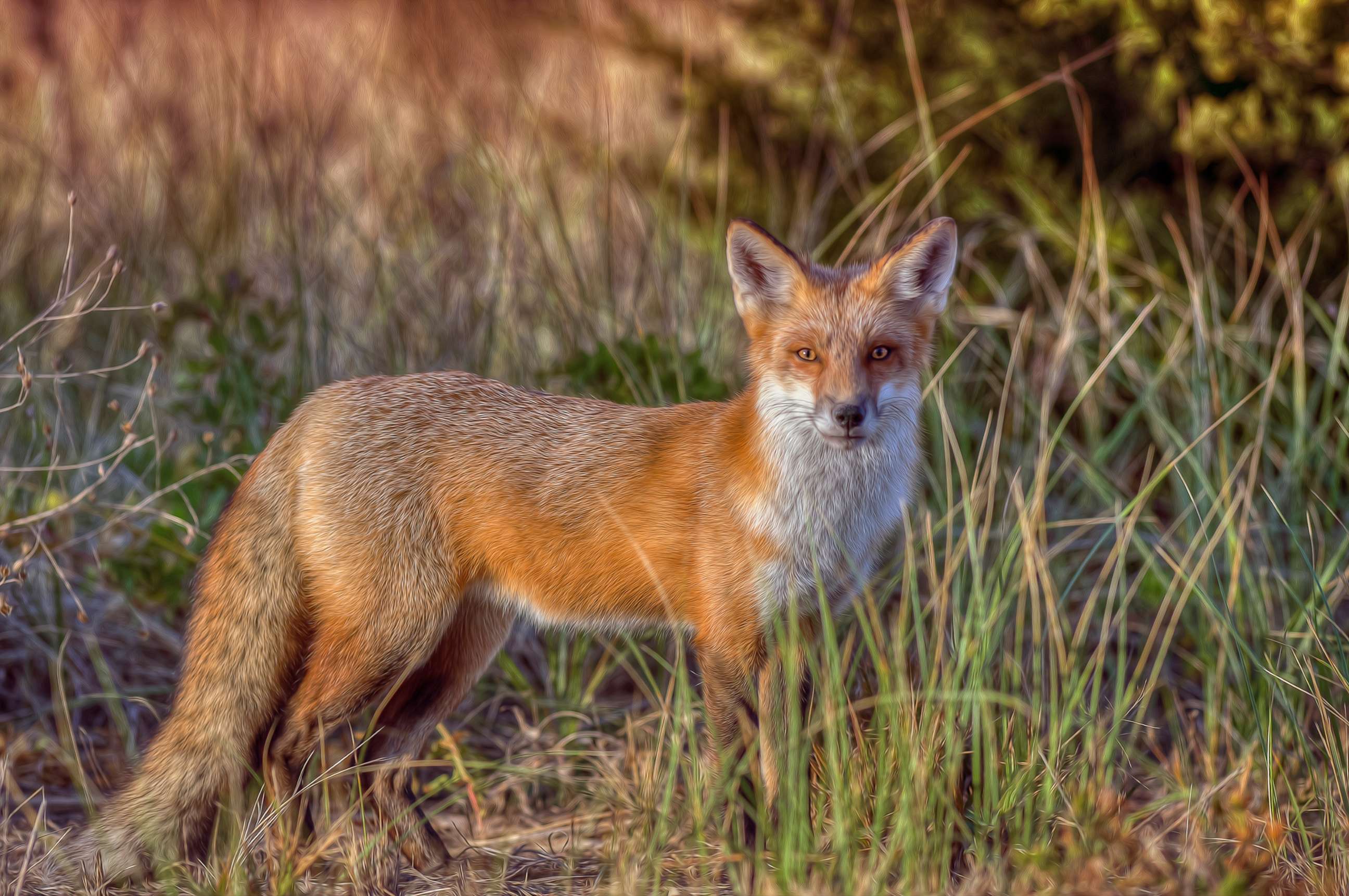 PHOTO: In this undated file photo, a wild red fox is shown in Seaside Heights, N.J.