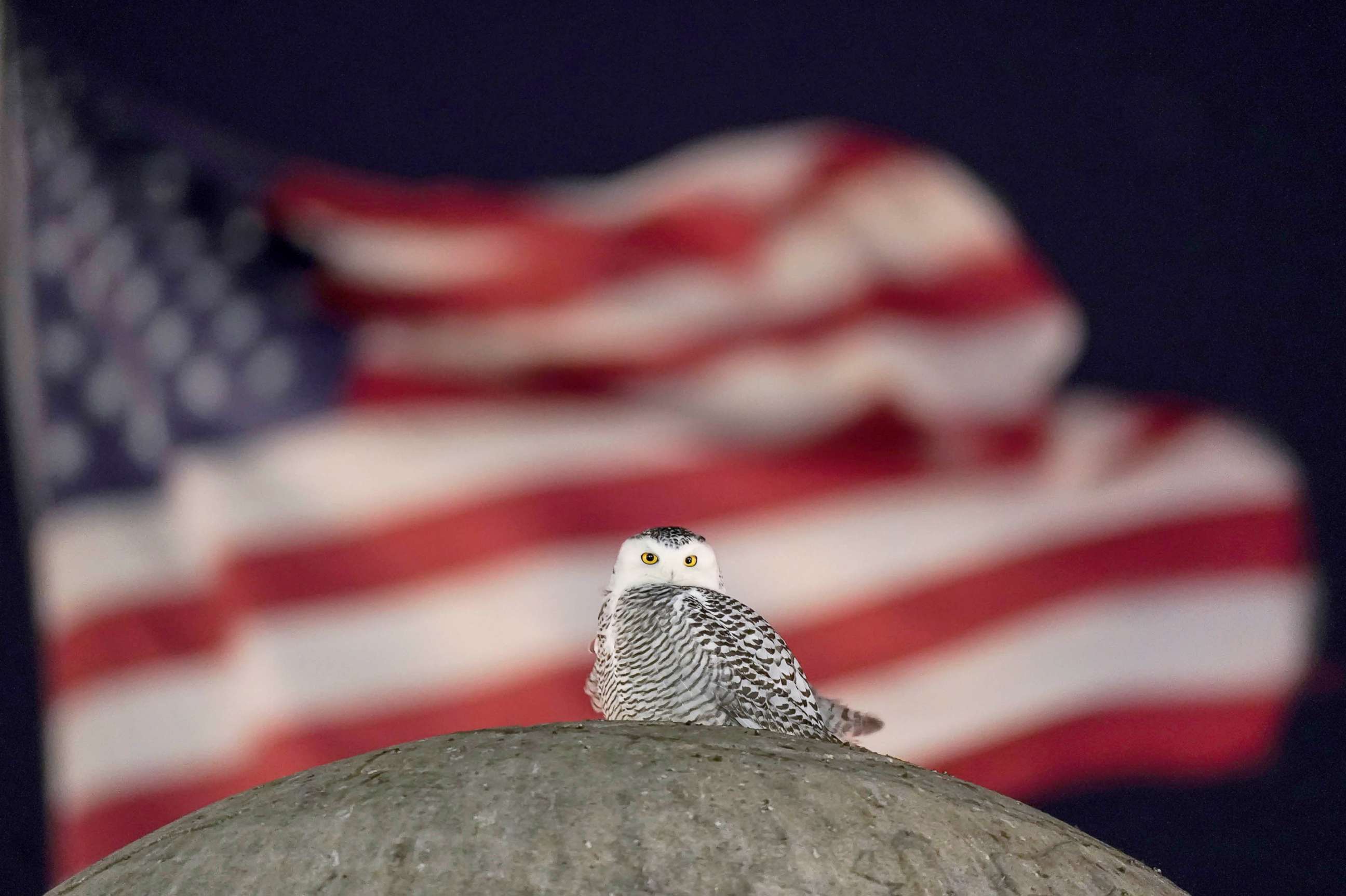 PHOTO: An American Flag flies in the distance as a rare snowy owl looks down from its perch atop the large stone orb of the Christopher Columbus Memorial Fountain at the entrance to Union Station in Washington, Jan. 7, 2022.