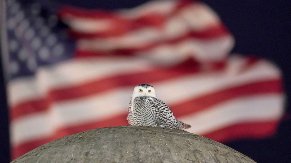 PHOTO: An American Flag flies in the distance as a rare snowy owl looks down from its perch atop the large stone orb of the Christopher Columbus Memorial Fountain at the entrance to Union Station in Washington, Jan. 7, 2022.