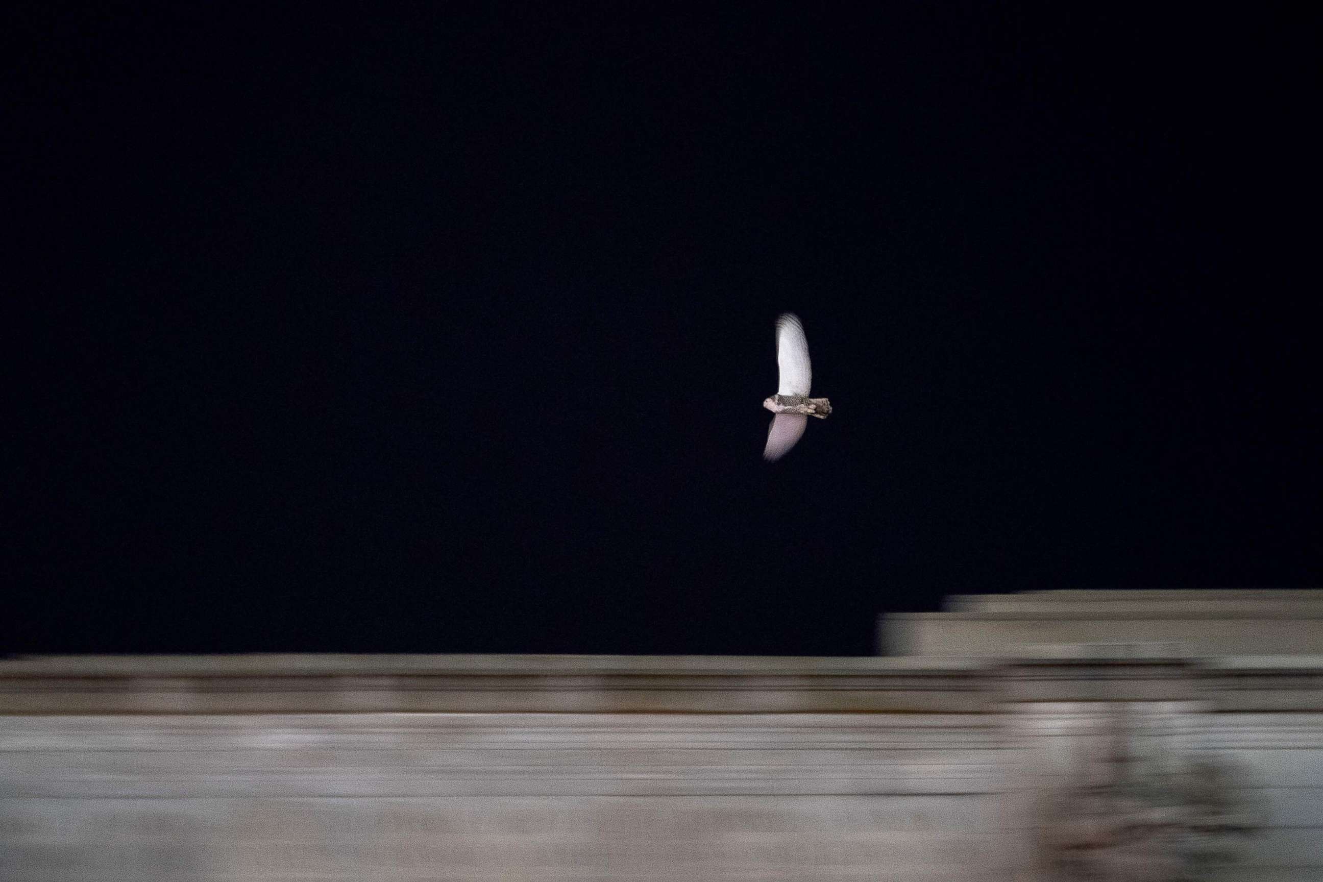 PHOTO: A rare snowy owl flies over Union Station in Washington, Jan. 12, 2022.