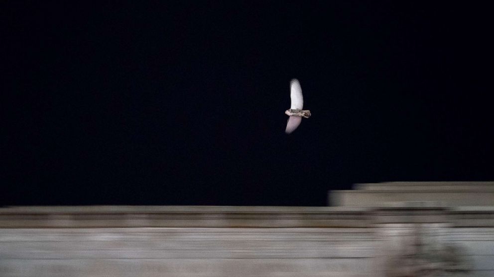 PHOTO: A rare snowy owl flies over Union Station in Washington, Jan. 12, 2022.