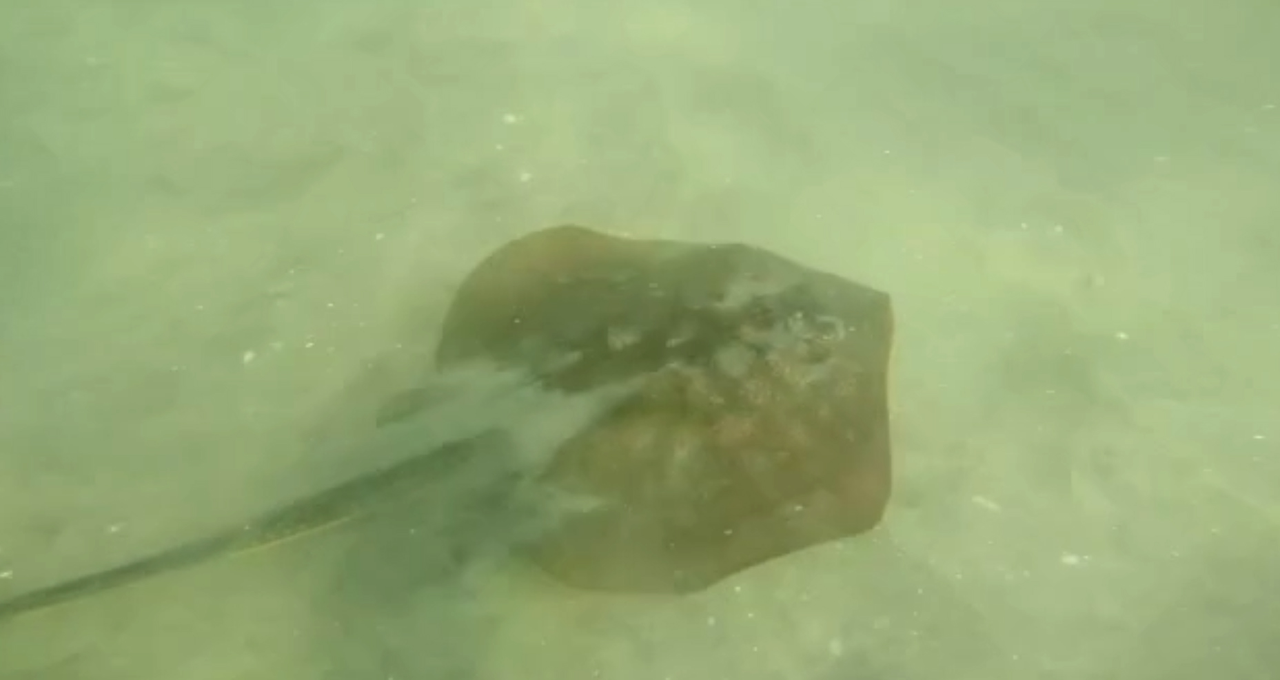 PHOTO: 10 to 15 people were stung by stingrays along the beach in Coronado, Calif., June 11, 2019. 