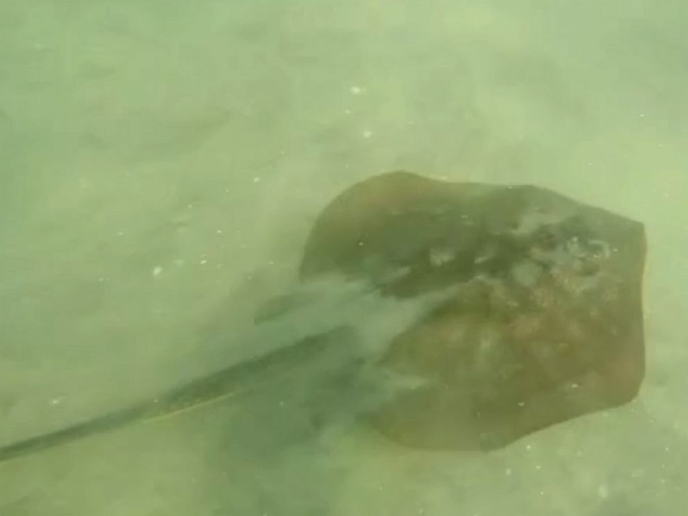 PHOTO: 10 to 15 people were stung by stingrays along the beach in Coronado, Calif., June 11, 2019.