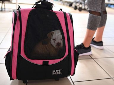 how do you take a dog on a plane in a cabin