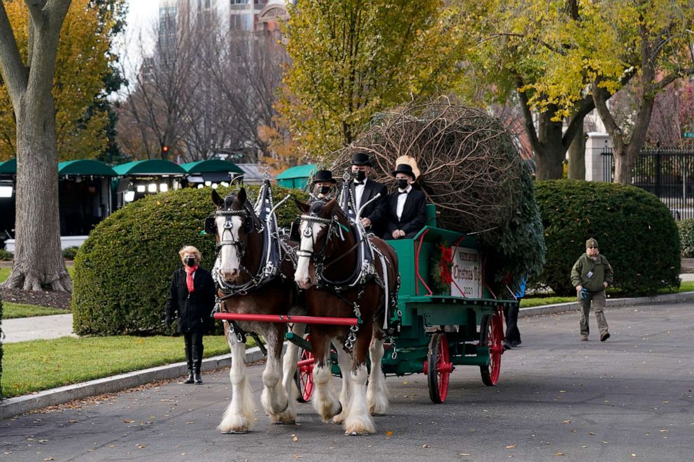 PHOTO: The official 2021 White House Christmas Tree arrives at the White House before being received by first lady Jill Biden, Nov. 22, 2021.