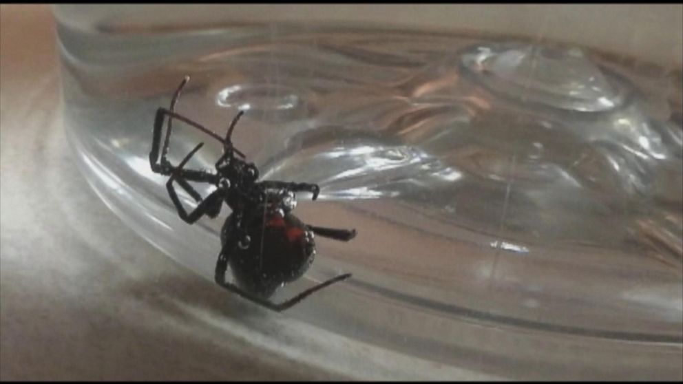 Michigan Woman Finds Spider Possibly Black Widow In Bag Of Grapes Abc News