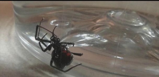 Michigan Woman Finds Spider Possibly Black Widow In Bag Of Grapes Abc News