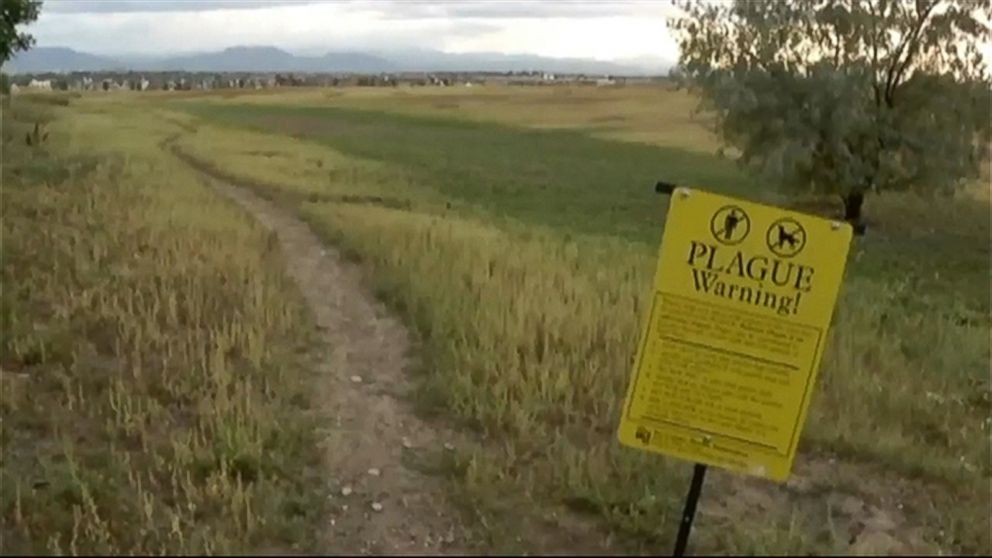 Video Second Plague Death in Colorado Prompts Warning ABC News