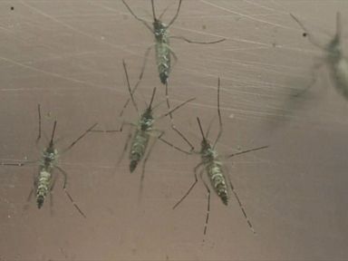 VIDEO: 5 Things You Need to Know About Zika Virus