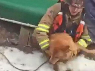 VIDEO: Virginia Fire Department Rescues Dog from Icy Lake