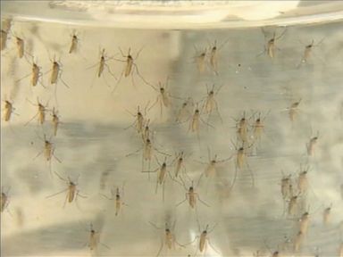 Florida residents are opposing a plan to release genetically modified mosquitoes. 