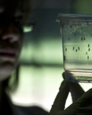 A lab accident marks the first case of Zika infection through a needle stick.