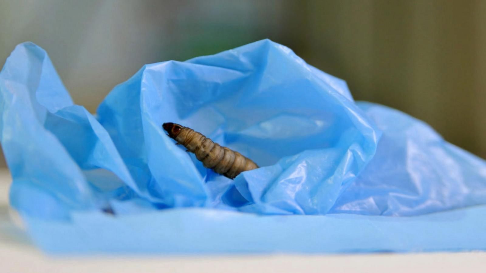 Researchers find caterpillars that can chew and break down plastic - Good  Morning America