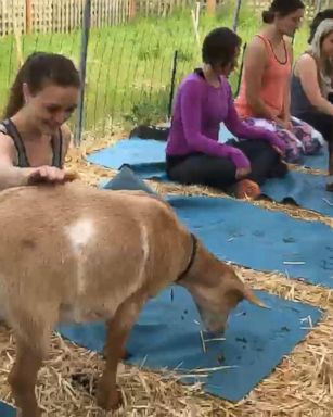 VIDEO: Goat Yoga 