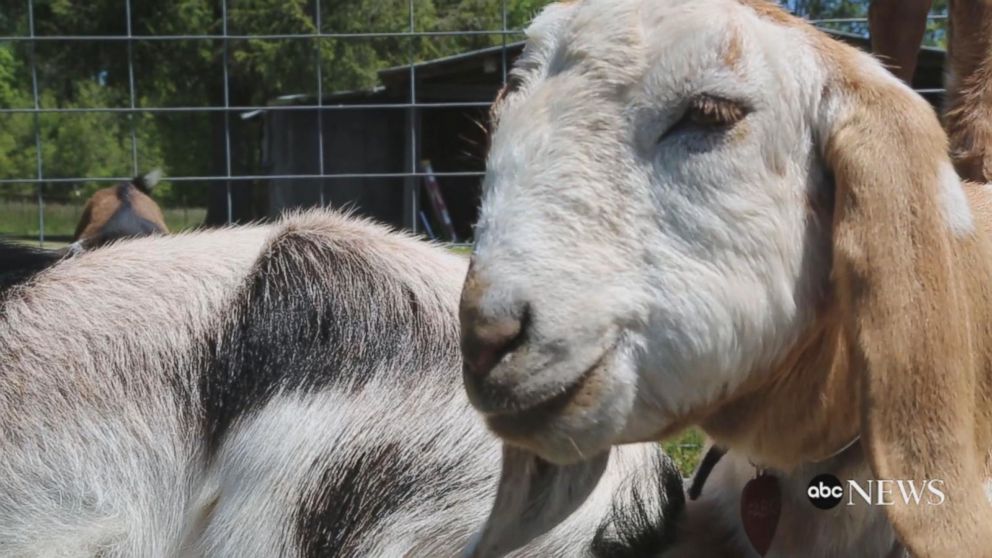 VIDEO: Goat yoga is the latest trend, and it's here to namaste