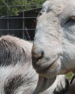 VIDEO: Goat yoga is the latest trend, and it's here to namaste