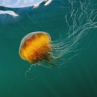 The best way to treat a jellyfish sting is to: rinse the area with vinegar, remove visible tentacles and soak the skin in hot water.