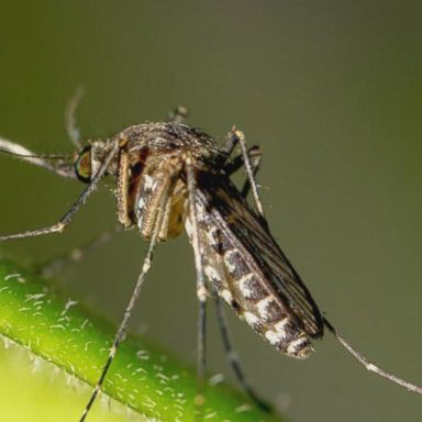 The mosquito-borne disease that has recently been found to make humans sick.