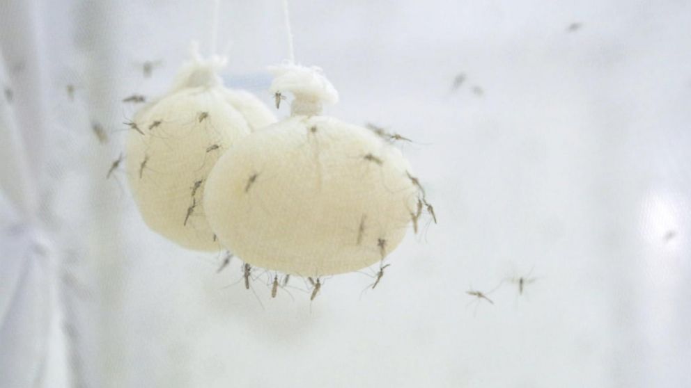 Genetically modified mosquitoes could eradicate malaria Video - ABC News