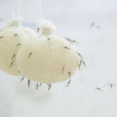 Since only female mosquitoes bite and transmit malaria, these lab-grown sterile male insects will not be able to multiply or spread the disease.