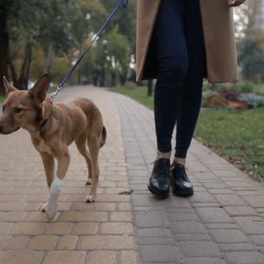 VIDEO: What dogs can do for your mental health