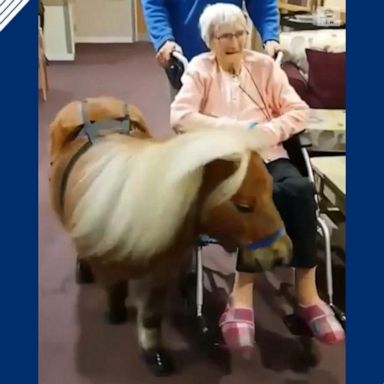 VIDEO: Therapy pony trots with nursing home residents