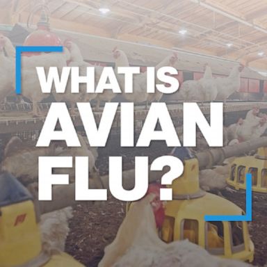 VIDEO: Avian Flu: The basics