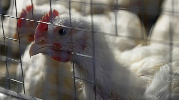 What to know about the deadliest bird flu outbreak in history