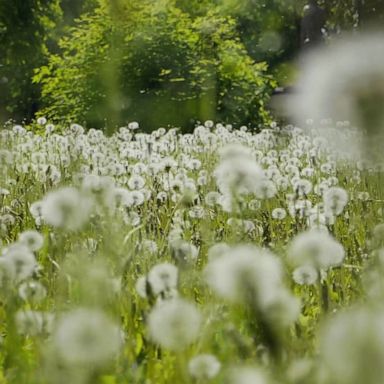 The U.S. Department of Agriculture said allergy seasons feature 21% more pollen than three decades ago. 