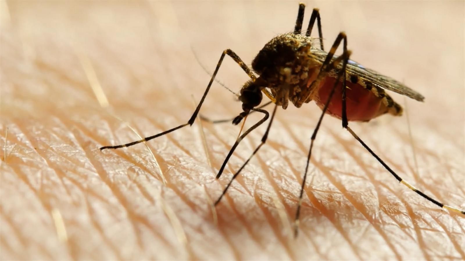 2 more locallyacquired cases of malaria found in Florida, bringing US