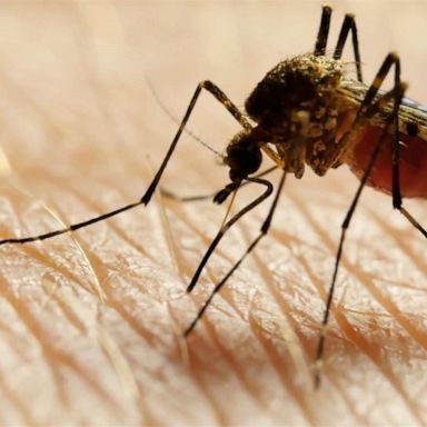 Health officials reporting two more cases of locally-acquired malaria in Florida, bringing the total in the United States up to seven.